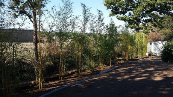 plantation bambous barreau paysage 44