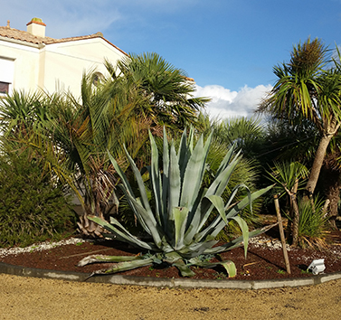 massif décoratif ste pazanne 44 2016